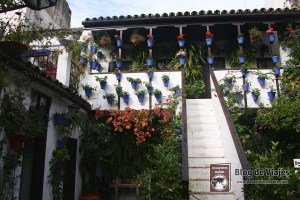 Patio interior de la Asociación Amigos de los Patios Cordobeses