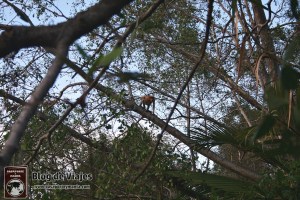 Borneo - Sabah - Weston Wetland Park