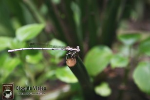 Kuala Lumpur - Buterfly Park (3)-mod